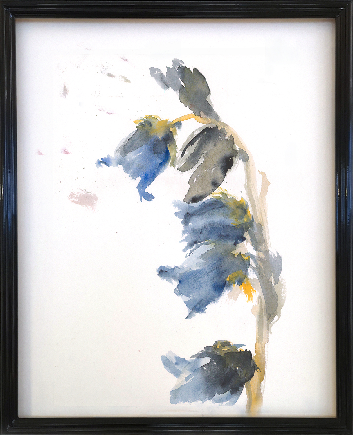 Lamina "Lirio Llorón"