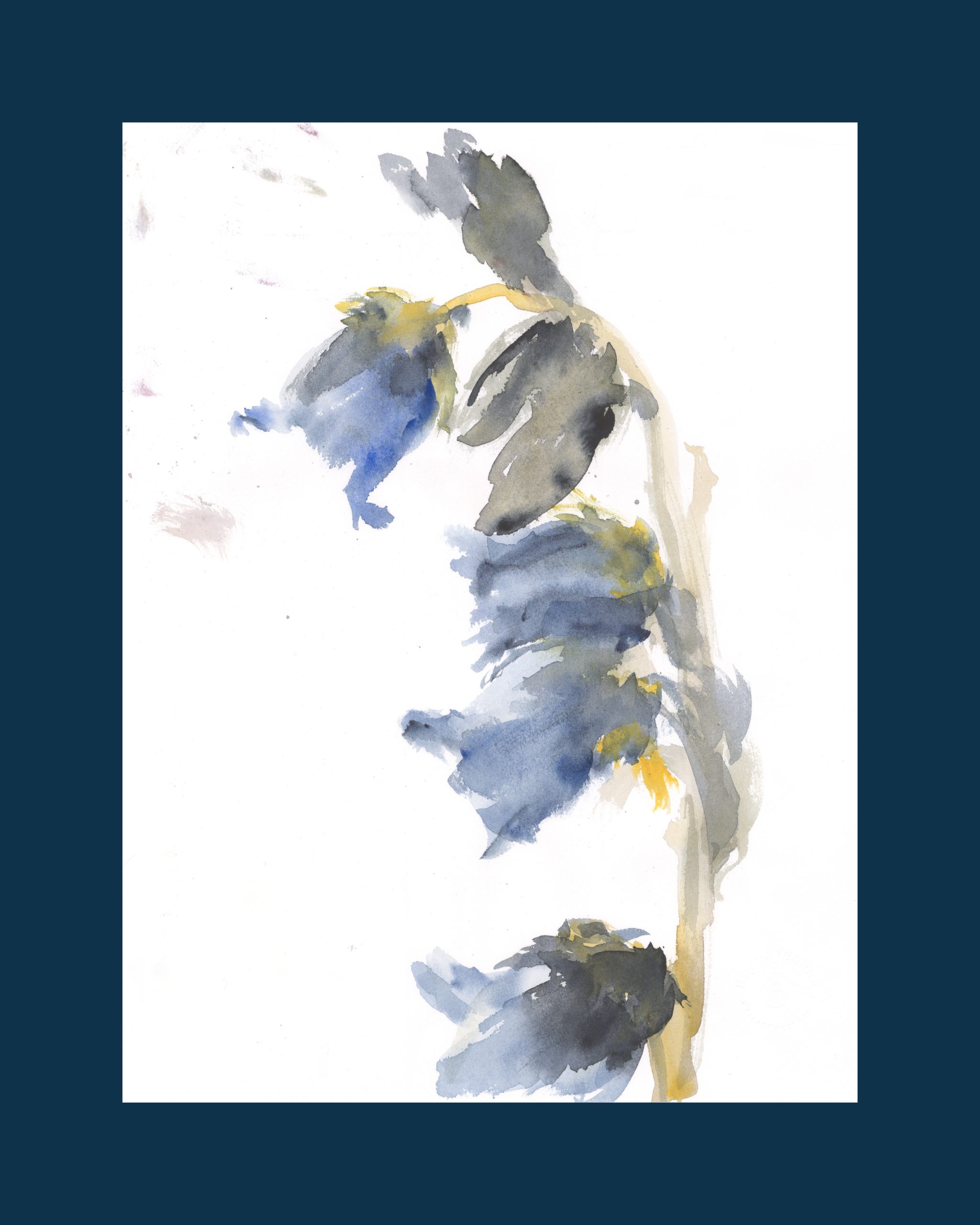 Lamina "Lirio Llorón"