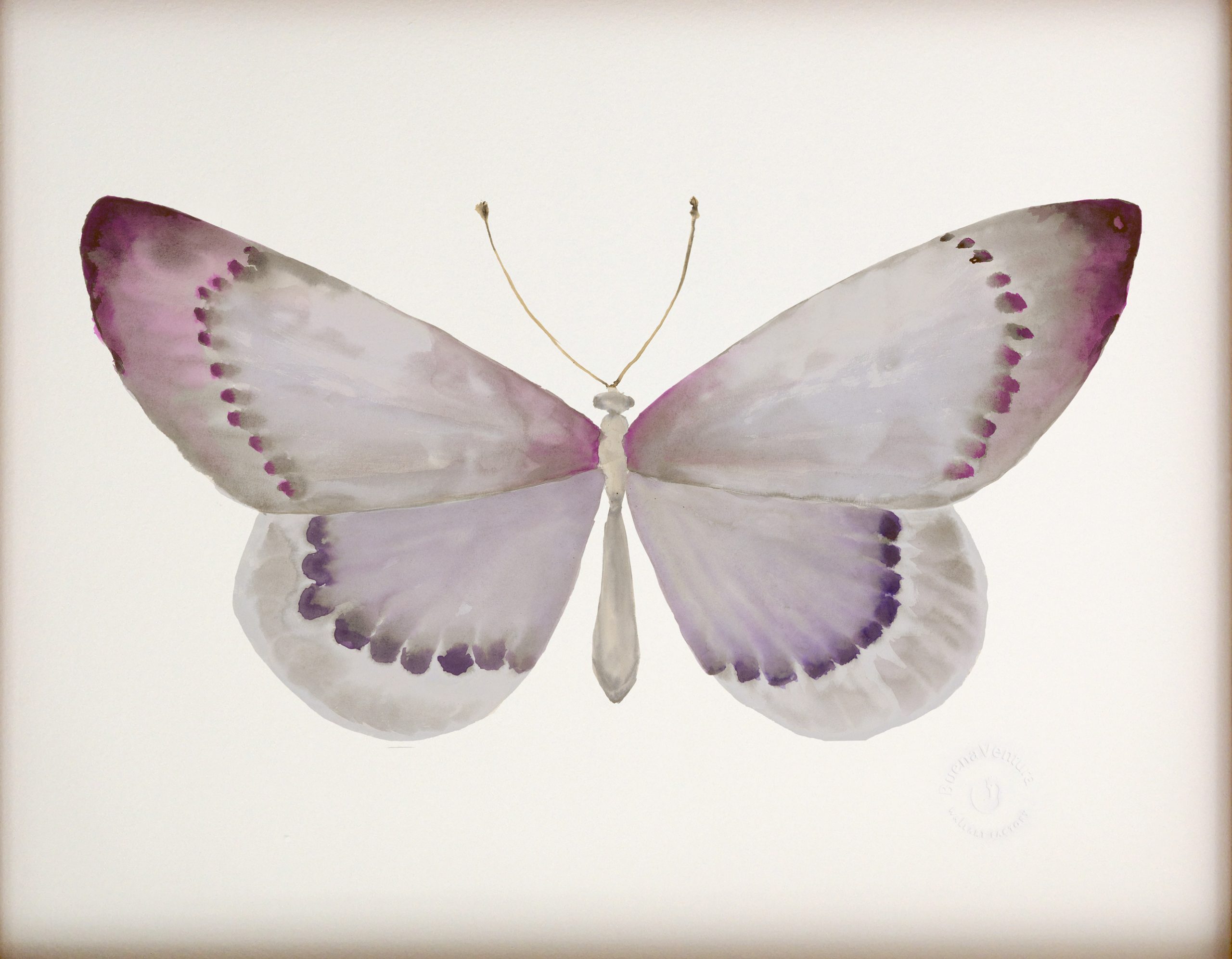 BUTTERFLY BUTTERFLY
