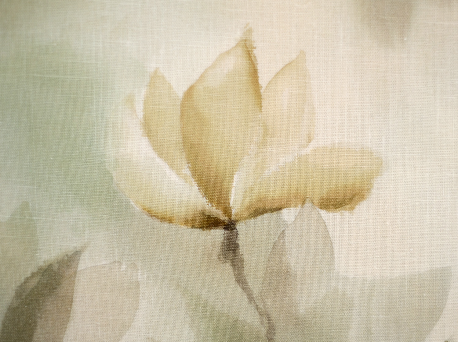 Magnolio
